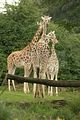 leipzig zoo-01_07_2011_zoo_allgemein_228